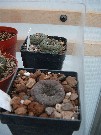 Fraileas am 28.M&auml;rz 2005